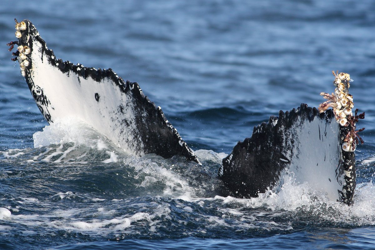 Andy Lawson tweet media