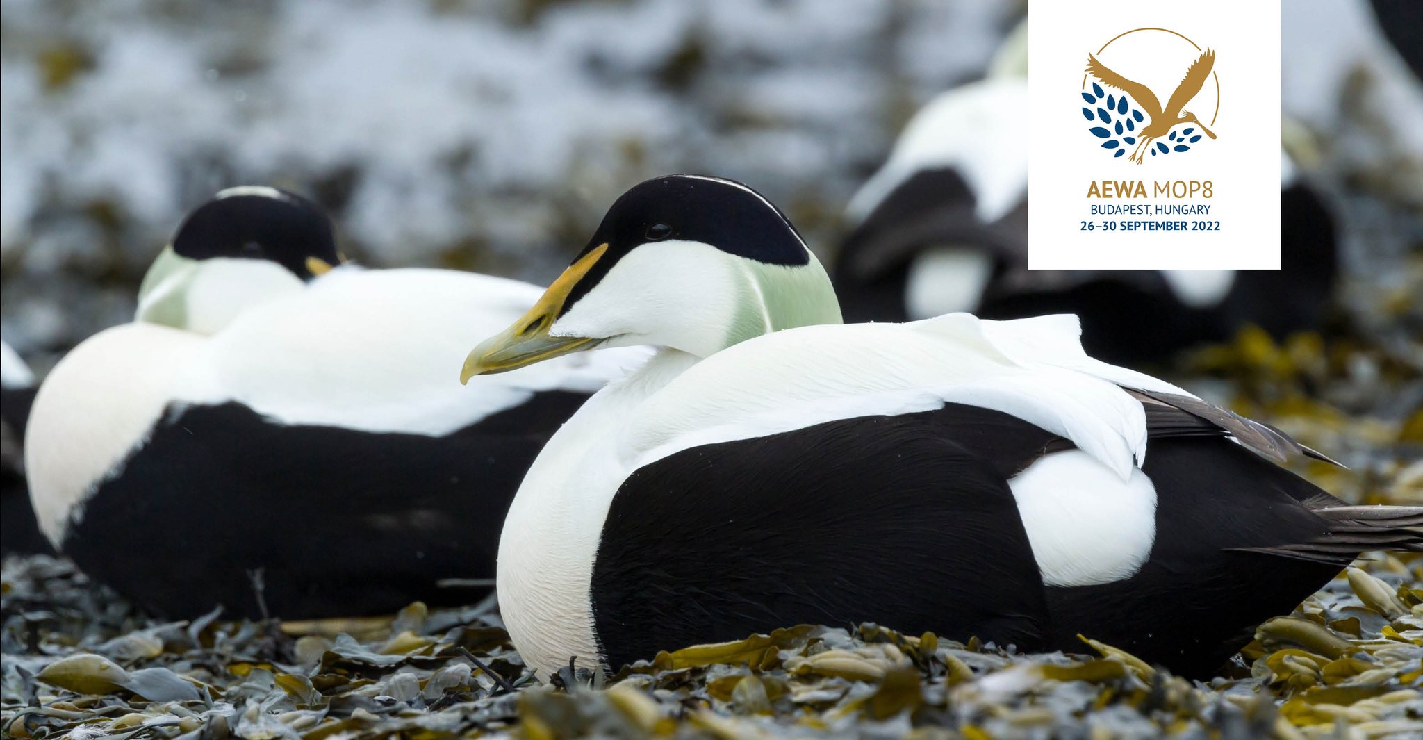 African-Eurasian Waterbird Agreement (AEWA) on Twitter: 
