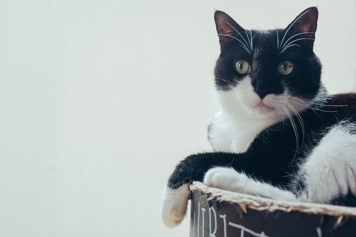 miraixxx's tweet photo. もふっ
うふっ
#ねこまつりフォトコン
#猫 #cay #タキシードキャット #tuxedocat #マスク猫 #batmancat https://t.co/WyFyOlku2V
