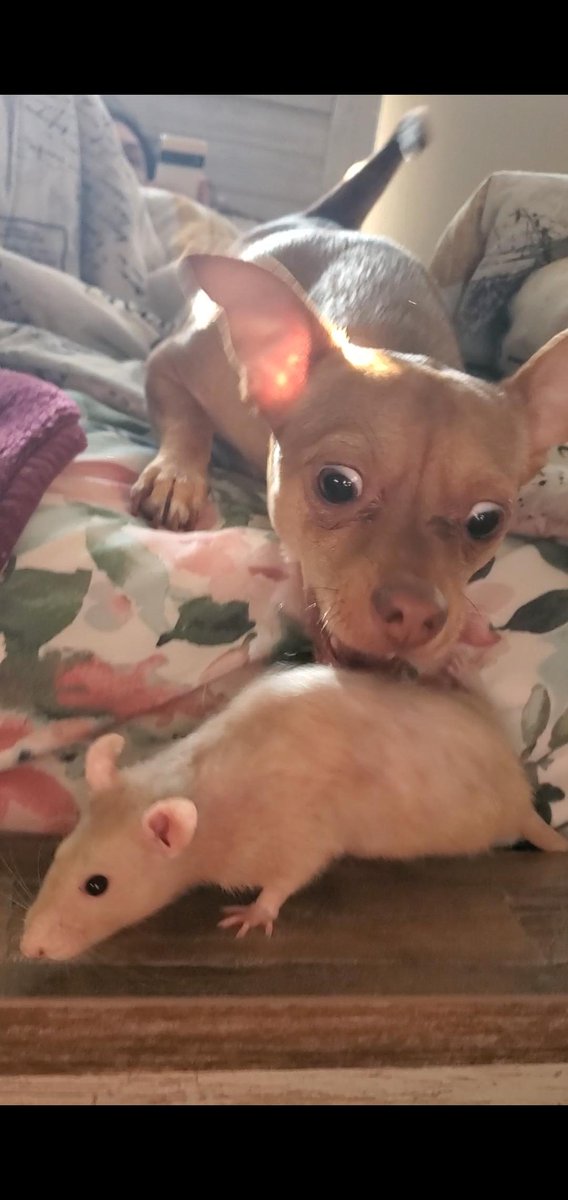 Fungussy 💘 Wenclair Era tweet media