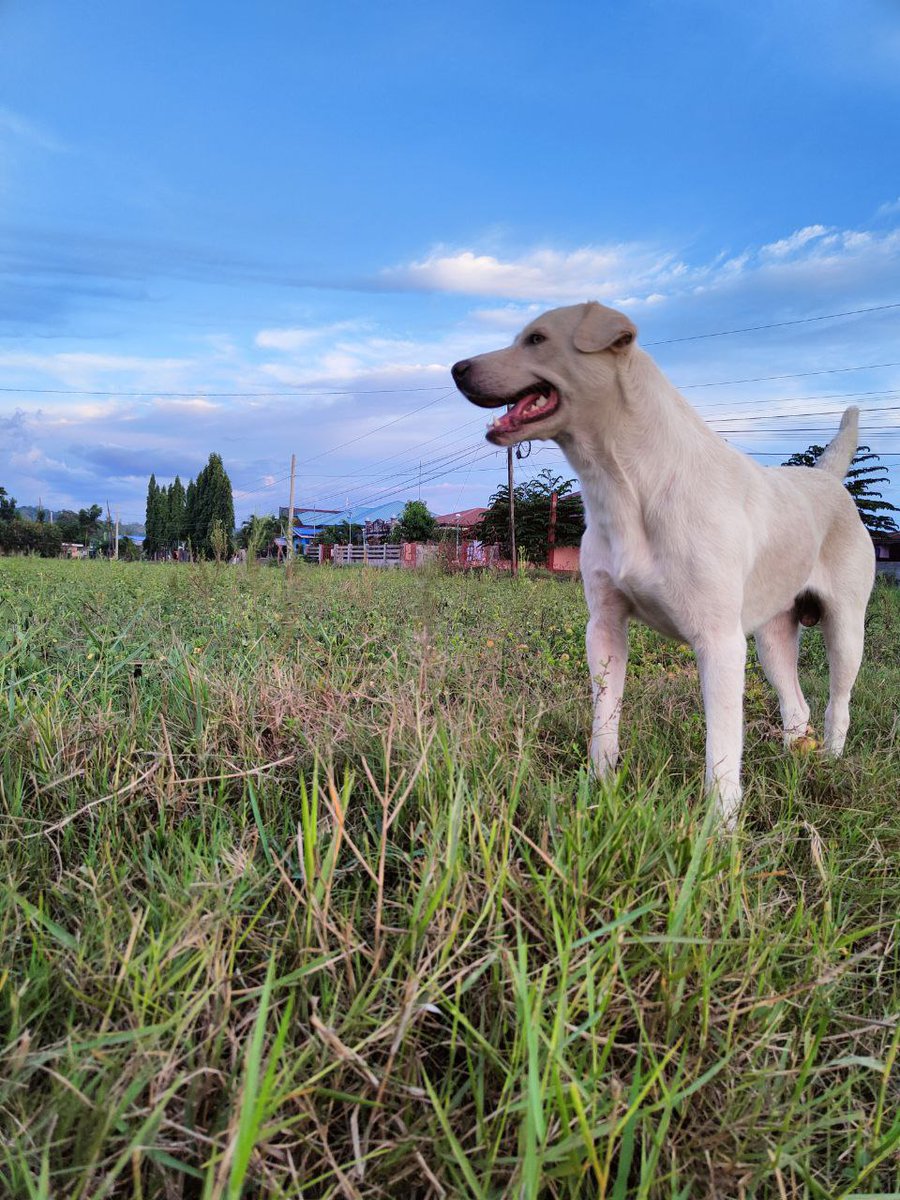 Silverrrrrrrrrr's tweet photo. Di mo na ako hinintay umuwi, wala na ako kasama mag jog pag-uwi. Run free pogi. https://t.co/h1CLN2N691