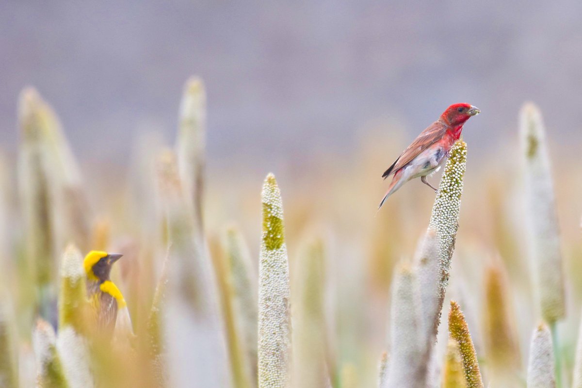 One Side Gold / One Side Crimson! #incrediblenature

#commonrosefinch #Bayaweaver @pargaien @UKNikon #indiaves @Natures_Voice #ThePhotoHour @NikonIndia #birdphotography @world_the_bird #birds #birdwatching #BBCWildlifePOTD #BirdsSeenIn2022 @amazingbirds11 @WildlifeMag @aramco