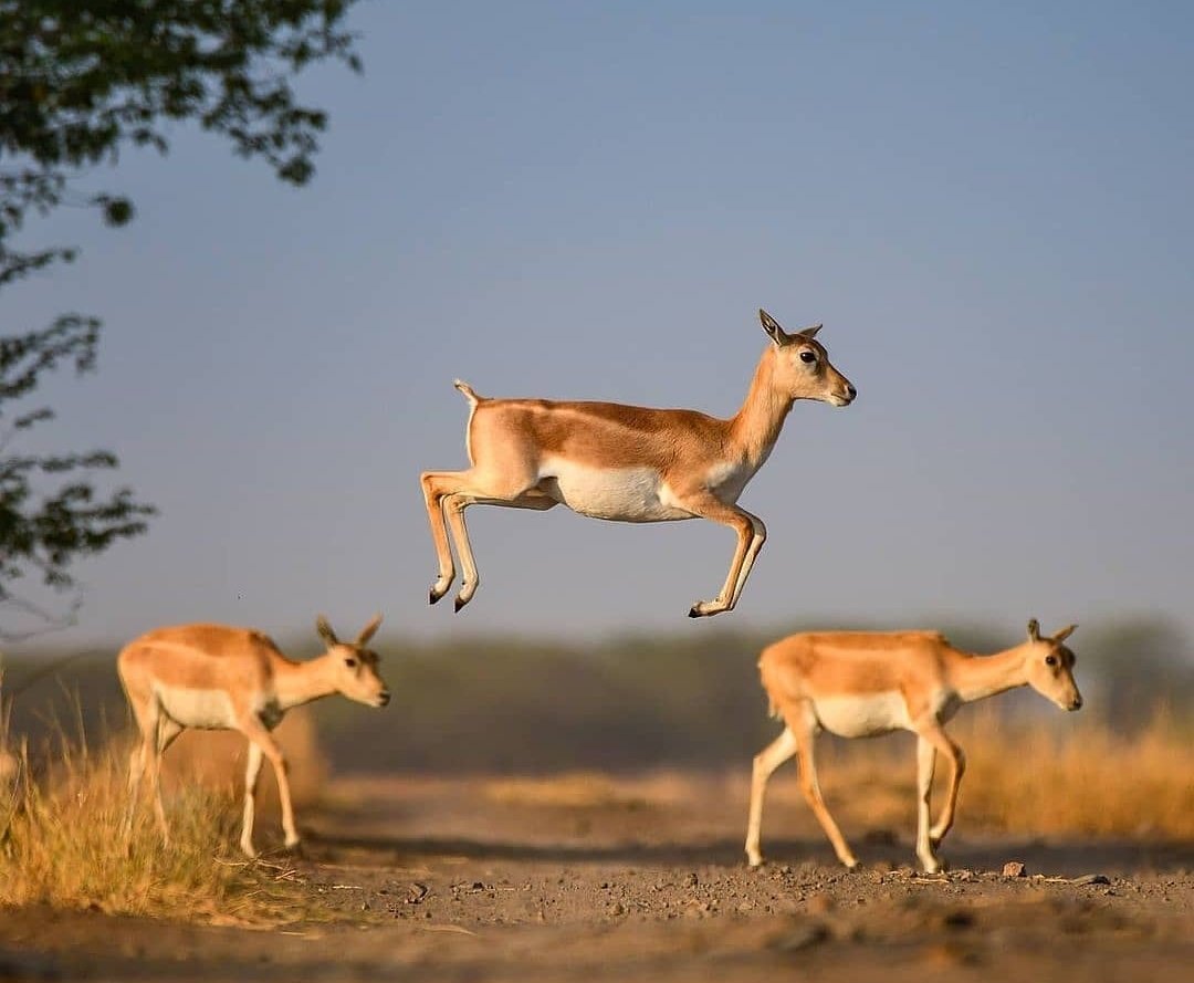 InfoGujarat's tweet photo. કાળિયાર....

Symmetry &amp; Accuracy!!!

#Blackbucks crossing the path in style at Asia's biggest Blackbuck National Park in #Velavadar, #Gujarat, established in July 1976.

#Gujarat #Gloriousgujarat https://t.co/eDlQQaqLaO