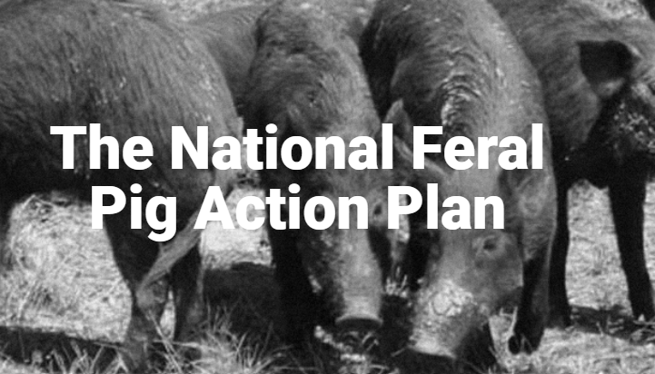 Foot-and-mouth disease (FMD) was discussed @ the recent National Feral Pig Stakeholder forum, &amp; included a presentation by Dr Brendan Cowled <a href="/ausvetgroup/">ausvetgroup</a>, about the role that feral pigs may play in the transmission &amp; control of FMD in Australia: feralpigs.com.au/stakeholder-fo… <a href="/DrChannon/">Dr Heather Channon</a>