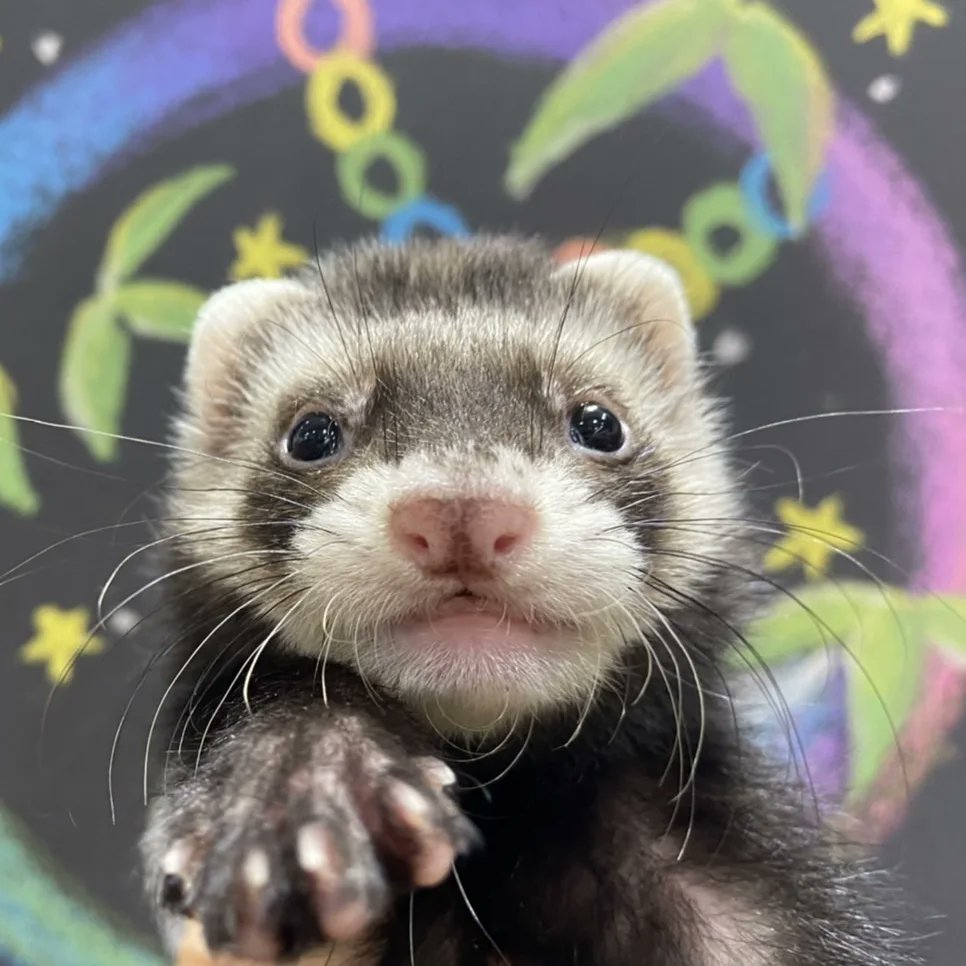 レビュー高評価のおせち贈り物 写真たての中のフェレット おもちゃ 人形 33円www Eswa Ee