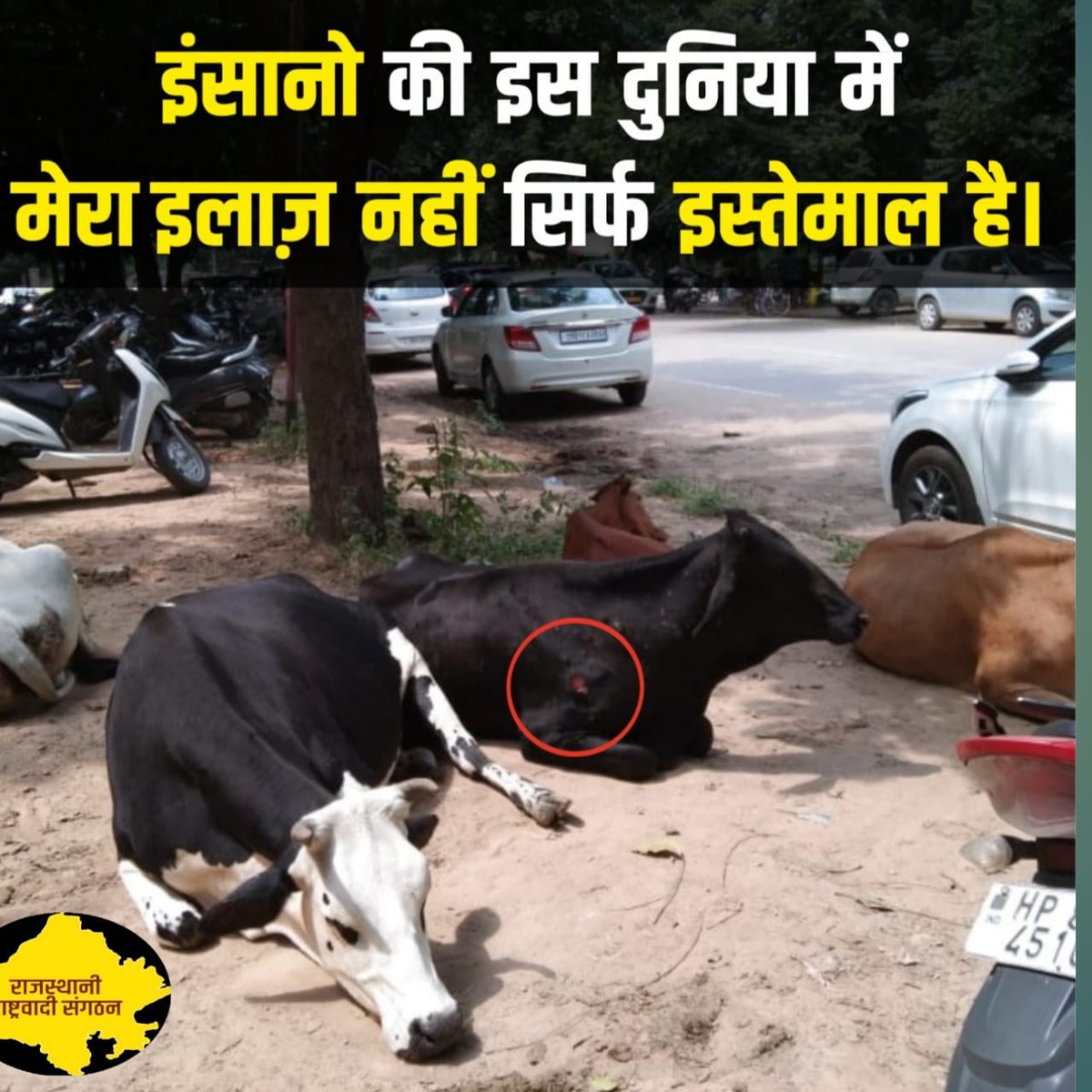 InduRathore11's tweet photo. लंपी वायरस से लगातार गोवंश की मौत हो रही है लेकिन सरकार खामोश हैं। 
#SaveCowSaveVillages
@RajCMO @PMOIndia https://t.co/12W9gi4oFx