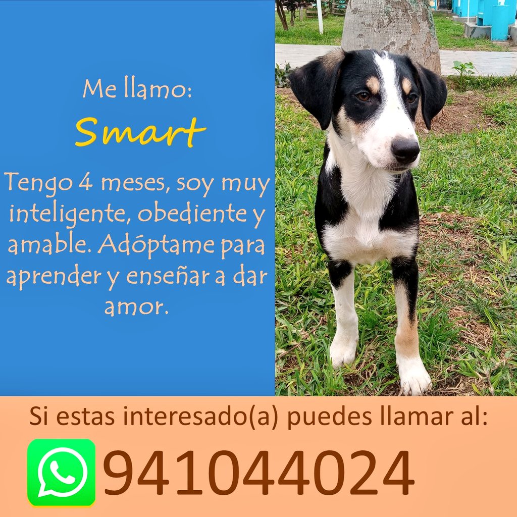 incondic_peru's tweet photo. #ADOPTA
Amigos por favor ayúdenme a difundir las fotos de estos pequeños, todos tienen cuatro meses, están vacunados y desparasitados, serán medianos de adultos.
#AdoptarSalvaVidas https://t.co/FjhtykGUAw