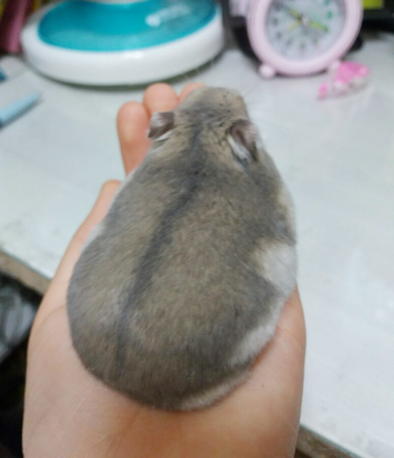 malrang_s_'s tweet photo. 햄스터 뚱뚱하냐고 지식인에 글 올라왔는데 이렇게 똥글똥글하게 생길수가 https://t.co/I0xXGMoA6T