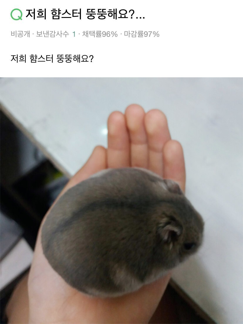 malrang_s_'s tweet photo. 햄스터 뚱뚱하냐고 지식인에 글 올라왔는데 이렇게 똥글똥글하게 생길수가 https://t.co/I0xXGMoA6T