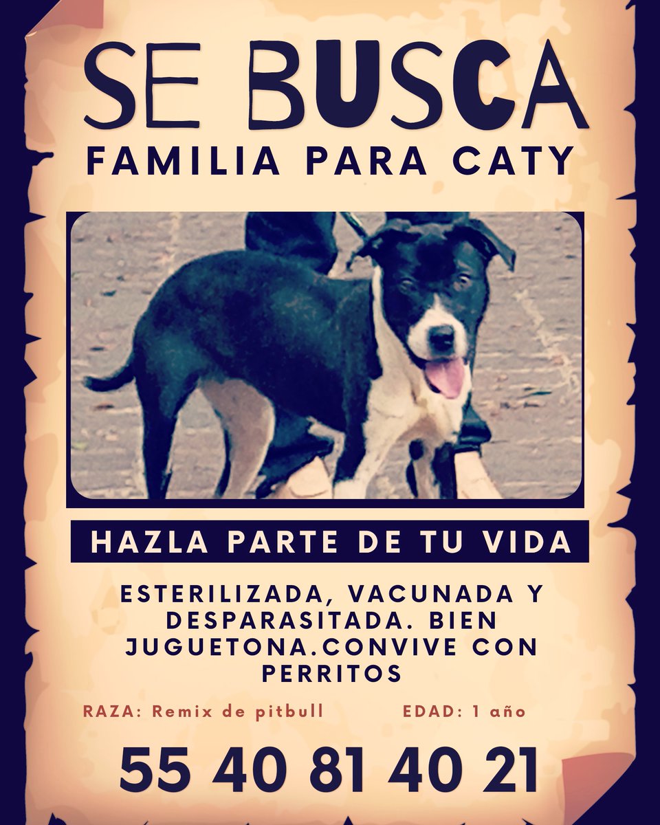 DOGGIFTS's tweet photo. #ADOPTABLE #PROTOCOLOCOMPLETO. #CDMX @MayrinVillanew @laloespana @eliassolorio @AdrianDiMonte @ImagenTVMex @blauemond @ConsueloDuval @sylviapasquel @XavierVelasc0 @TereValeMX @dodorochan @RealGDT @rbkmore @KariSIM1de20 @Froggieland @mikyroda @maxwoodside rt rt Info @elojimenezb https://t.co/vNLhXVuPAt