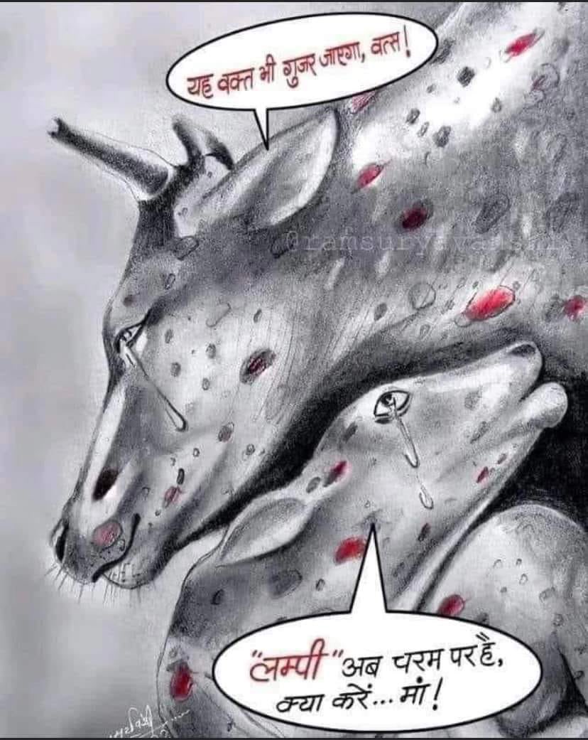 isachchidanandG's tweet photo. गाय भारतीय सनातन संस्कृति की धुरी है। गाय पर संकट आने का तात्पर्य आने वाला समय हम सभी के लिये कष्टदायी होगा।सरकार कब आगे आयेगी। @ashokgehlot51 जी अब तो आँखें खोलो। गाय बचाओ । #SaveCowSaveRajasthan https://t.co/JFMzMKsxBn