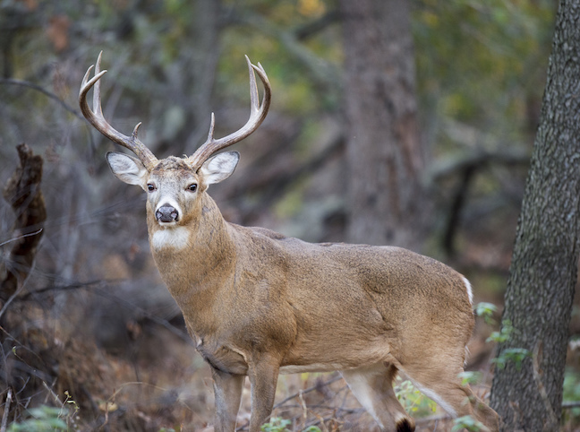huntingfellow's tweet image. With the ever-changing deer hunting landscape, it’s important to be aware of how changes in technology and equipment can affect your success. 
huntingfellow.com/deer-hunting-t…
#huntingfellow   #deerhuntingtips