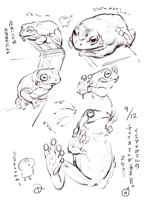 イエアメガエルのチャイカさんスケッチ
#かえる 