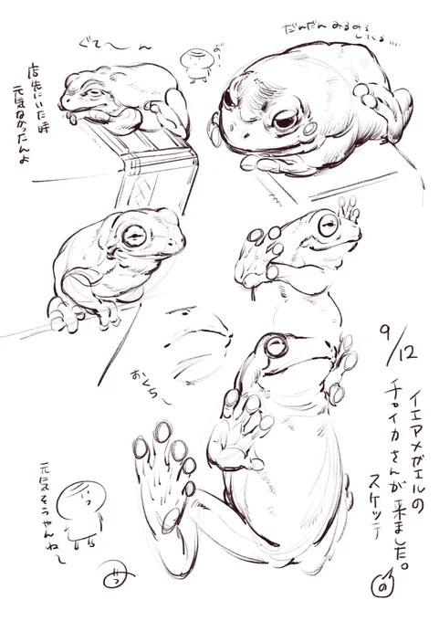 イエアメガエルのチャイカさんスケッチ
#かえる 