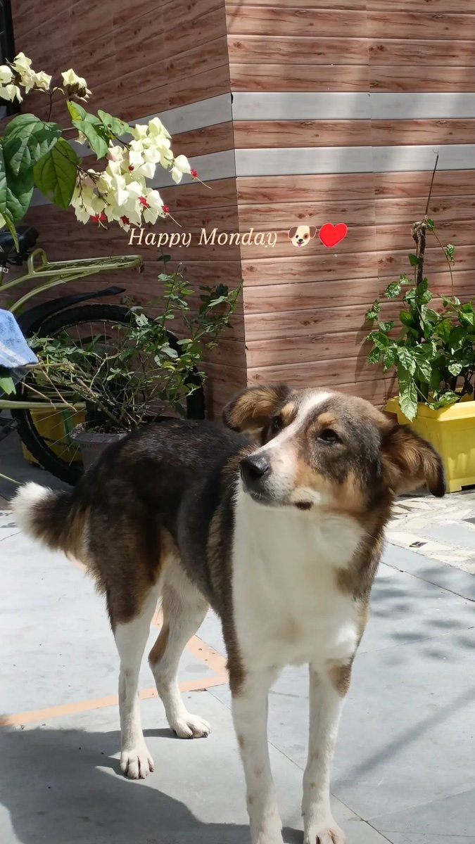 PashuHolic's tweet photo. Animals are like little angels sent to earth to teach us how to love. They don’t get angry or play silly games. They are always there for us.”
@PashuHolic @LeighShawna @animallover @socialworker @SonuSood https://t.co/gSJL4yLgDx