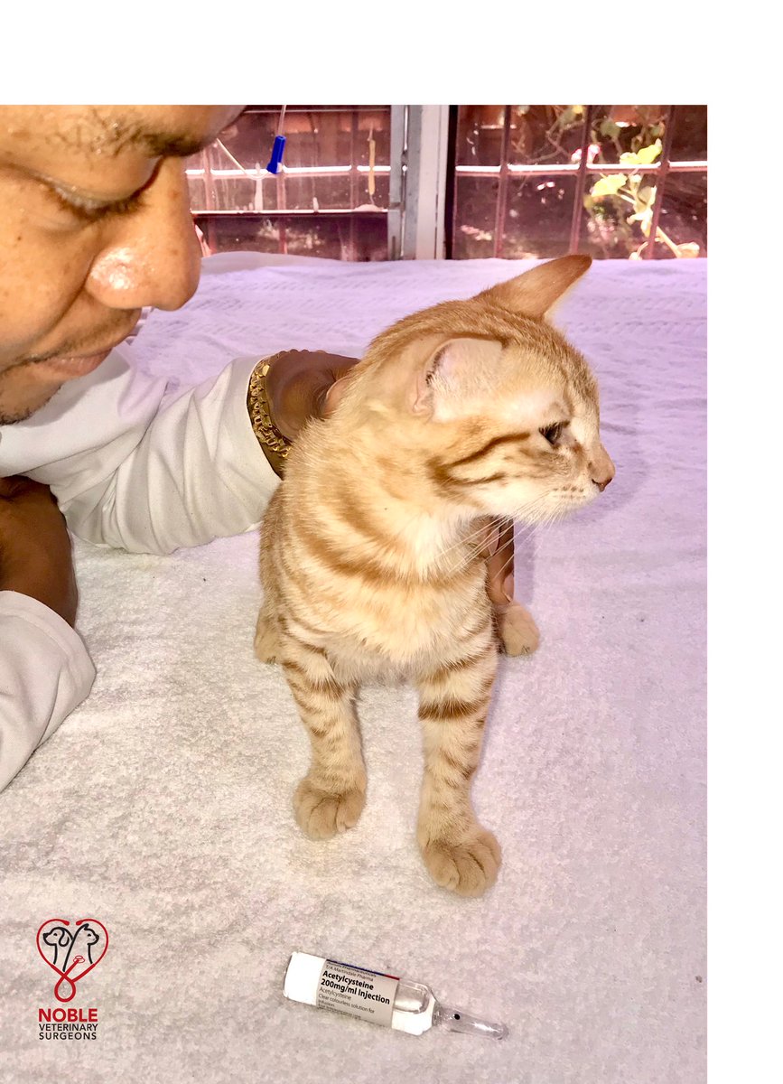 thenoblevets's tweet photo. PANADOL (PARACETAMOL) POISONING IN CATS

This is Naseeb, a panadol/paracetamol poisoning survivor. He was presented to us late at night with dyspnea, cyanosis,listlessness,facial edema and hypothermia. 
On obtaining history, we discovered that the owner had administered panadol https://t.co/YWAZZccTIo