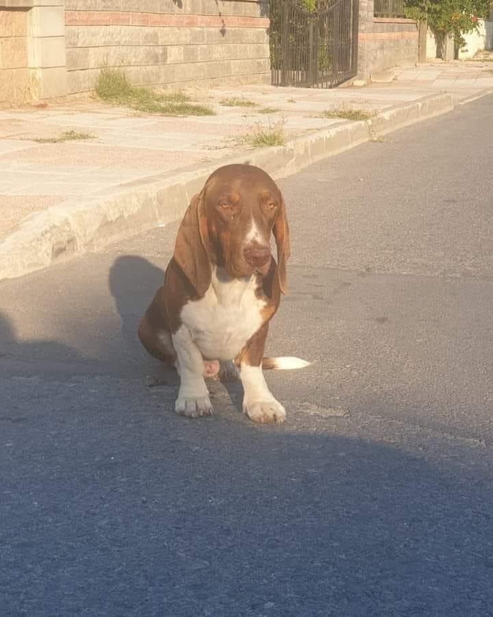 KAYIP İLANIDIR ‼️
İSTANBUL BÜYÜKÇEKMECE
SOKAĞA TERK. LÜTFEN PAYLAŞIM DESTEĞİ.. YUVA BULALIM, TEŞEKKÜRLER 🙏😔
0505 258 6490
@AnimaLovErdek