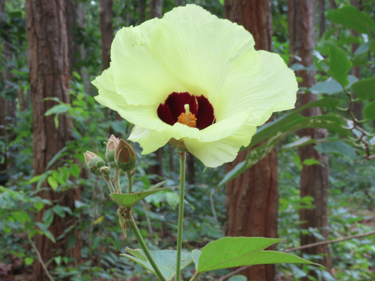 #Similipal jungle #similipallovers 
#kolkatatourism #MBJ #flowertribute