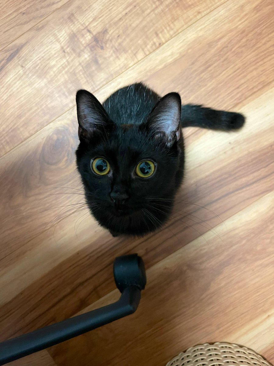 何か視線を感じる…と下を見たらノアさんがお膝に乗りたいです！！という熱い視線を送ってくれてました。

仕事中なので静かにしててね🐈‍⬛