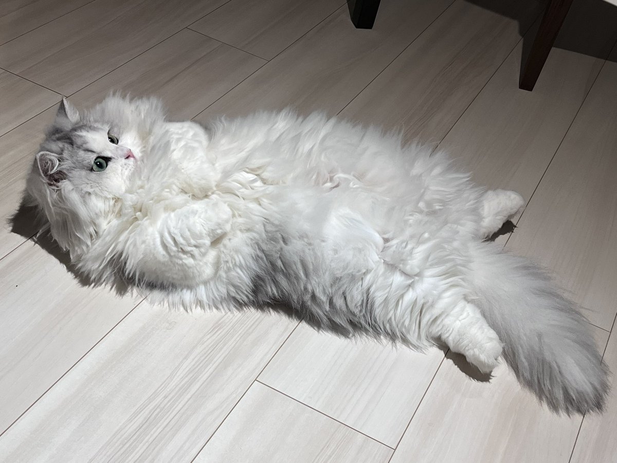FUKADA_CAT tweet picture