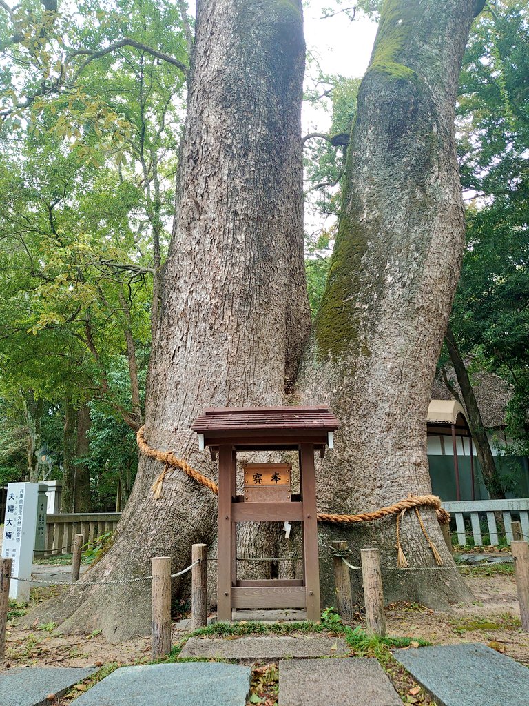 いつも いいね❤や リツイート🔄
ありがとうございます😊✨

#伊弉諾神宮 #夫婦大楠 #カマキリ

↓ 見られてますね🥰（神社カマキリ）