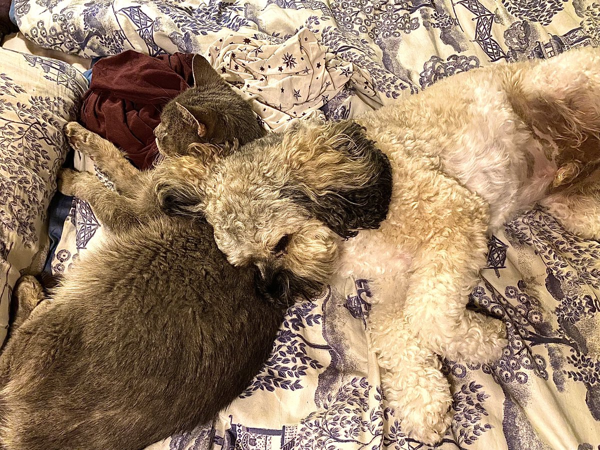 Malcolm & Baby Dog tweet media