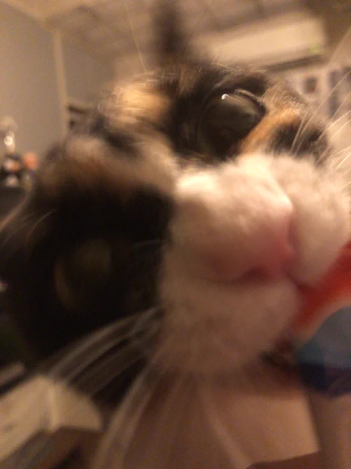 これは三日ぶりのちゅーるのせいで正気を無くしてしまった愛猫#akichincatsan 