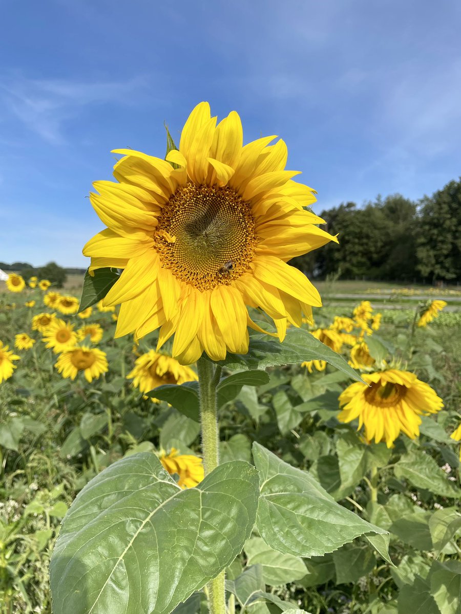 Oekokiste_K's tweet photo. 🌻🌞🎨📝🎀 Heute beginnt in Bayern das neue Schuljahr. Wir wünschen allen Schülerinnen &amp; Schülern einen schönen Schulbeginn und allen Erstklässlern einen erfolgreichen Start in einen neuen Lebensabschnitt.
Liebe Grüße von der Ökokiste Kirchdorf 🌻🫶
#Ökokiste https://t.co/1BefN5tenA