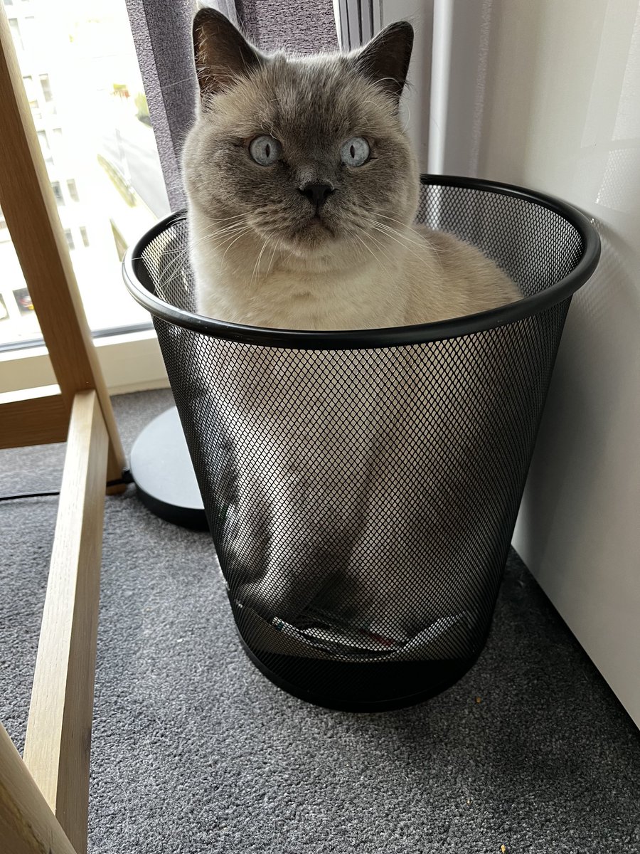 BeeBeehughes8's tweet photo. Now this is the correct place for the Herb: off my desk, not chewing my laptop quietly waiting for I know not what! #lapsap. @PalmerstonFOCat https://t.co/AklZnEhx4M
