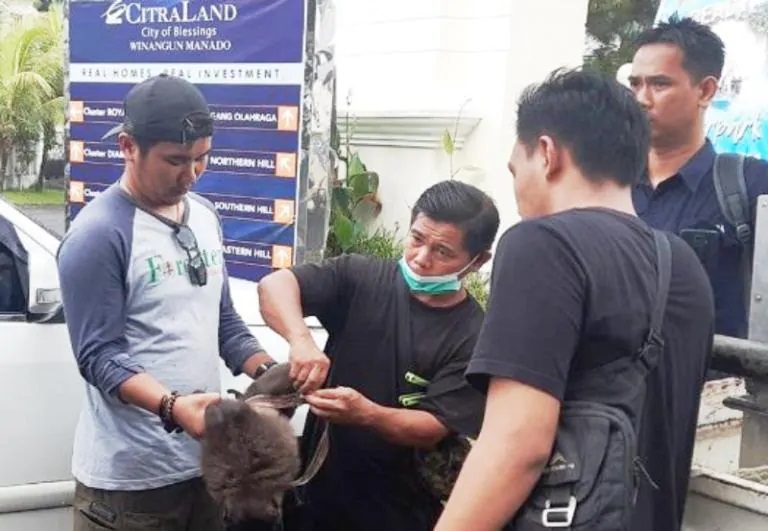 Ditemukan hewan dilindungi seekor primata jenis Macaca nigrescens atau monyet gorontalo telah dipelihara salah seorang warga Kelurahan Karombasan Utara, Kota Manado. (Source : Gardaanimalia.com)
