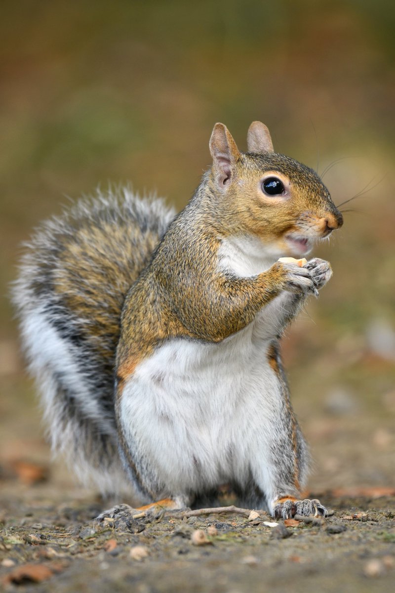 JGrandfield's tweet photo. Hungry Squirrel in Dublin's Phoenix Park 

#dublin #Squirrel  #ireland #phoenixpark #wildlife #wildireland #hungry #tourismireland #discoverdublin #animal #nuts https://t.co/6vi9Mz6wpL