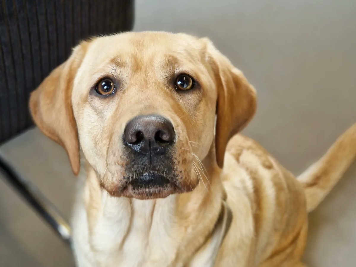 irmavanhoeven's tweet photo. Een vergadering is zoveel leuker met fijn gezelschap! 😉
@KNGFGeleidehond
#Danja #KngfGeleidehonden #LoveMyJob #Guidedog #Geleidehond https://t.co/NbXJy7x4WG