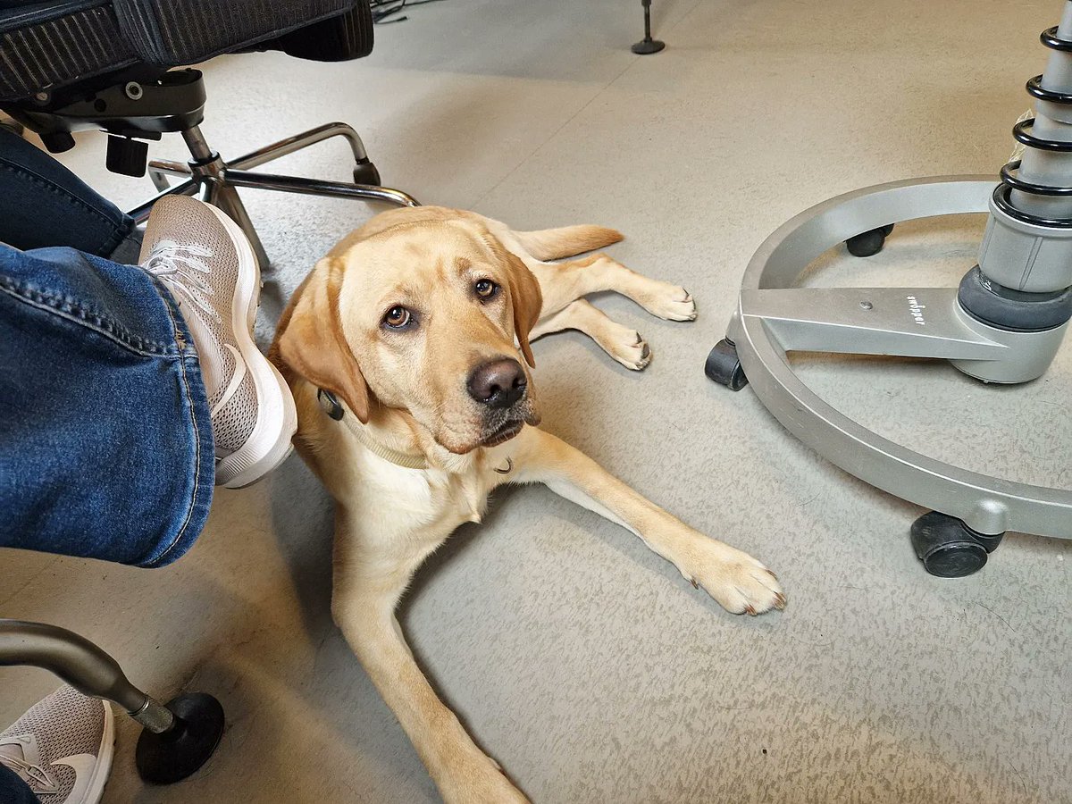 irmavanhoeven's tweet photo. Een vergadering is zoveel leuker met fijn gezelschap! 😉
@KNGFGeleidehond
#Danja #KngfGeleidehonden #LoveMyJob #Guidedog #Geleidehond https://t.co/NbXJy7x4WG