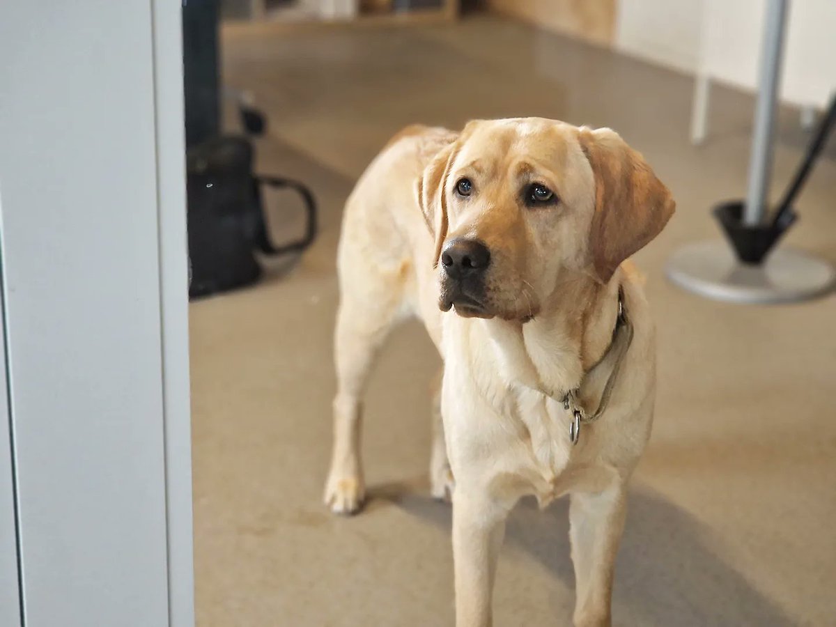 irmavanhoeven's tweet photo. Een vergadering is zoveel leuker met fijn gezelschap! 😉
@KNGFGeleidehond
#Danja #KngfGeleidehonden #LoveMyJob #Guidedog #Geleidehond https://t.co/NbXJy7x4WG