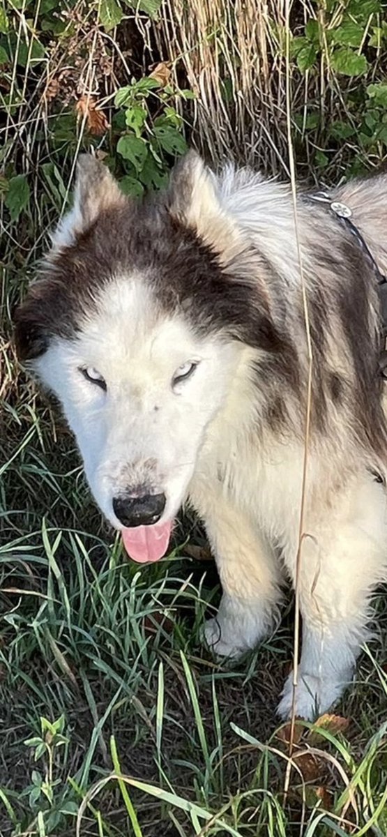Happy #TongueOutTuesday from Silver 🐾.

#Husky #Huskies #husky #huskies #dogs #dogsoftwitter