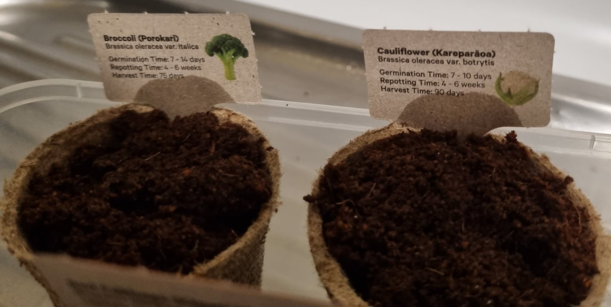 katzemccarthy's tweet photo. My #newworld #littlegarden is growing fast. I've managed to plant more of my seeds. #redcabbage #cauliflower #broccoli #sweetcorn #chives #silverbeet #katmccarthy #katzemccarthy https://t.co/zyRtPS0cdl