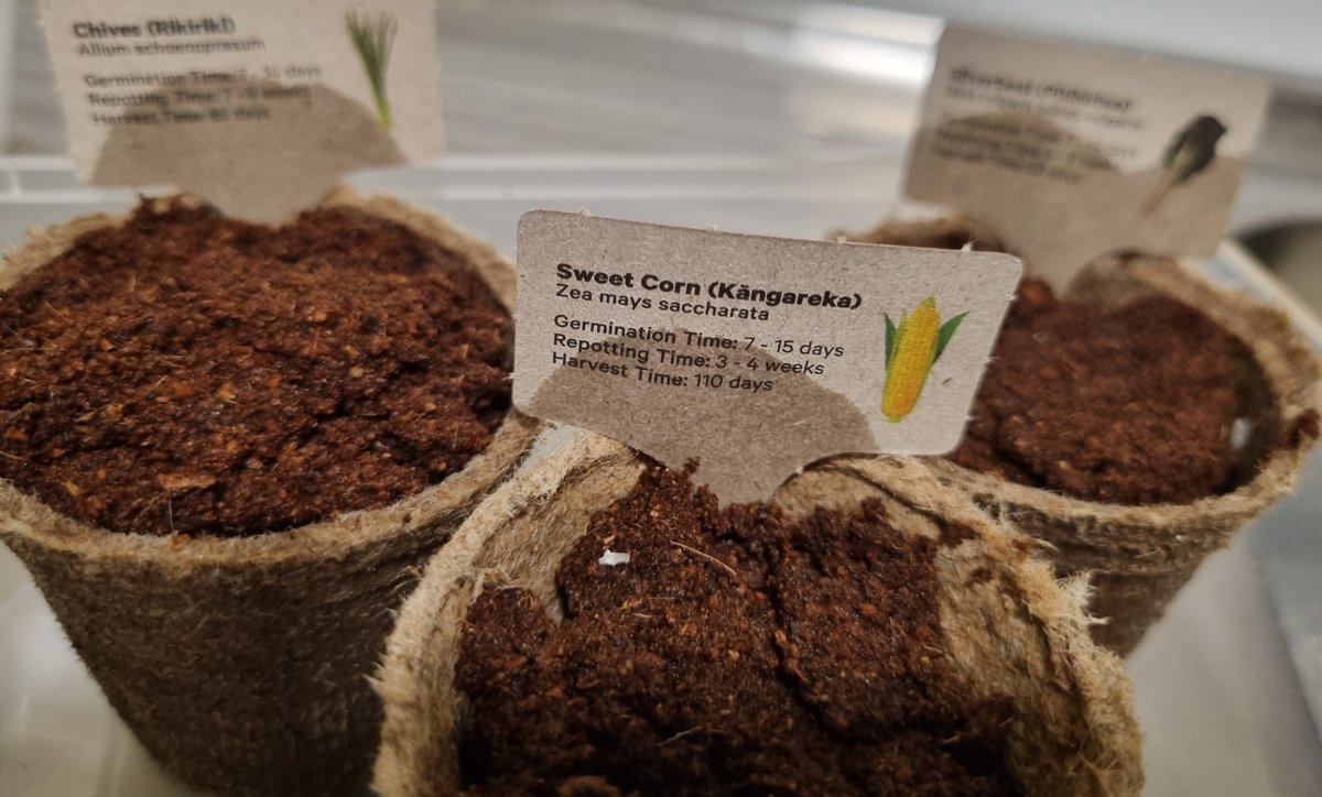 katzemccarthy's tweet photo. My #newworld #littlegarden is growing fast. I've managed to plant more of my seeds. #redcabbage #cauliflower #broccoli #sweetcorn #chives #silverbeet #katmccarthy #katzemccarthy https://t.co/zyRtPS0cdl