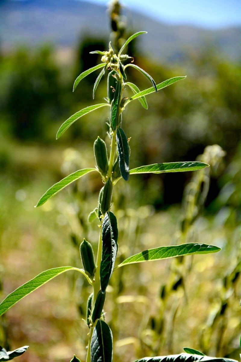 İslamgurdal30 tweet media