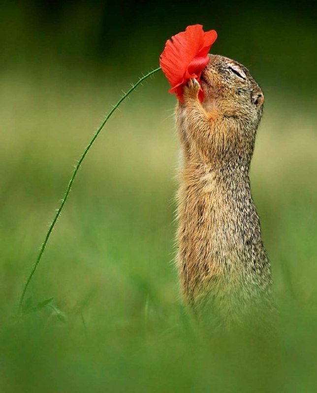 iyikiogrendim's tweet photo. Sincaplar,çiçeklerin her çeşidini çok severler 🌸🐿️ https://t.co/KBVIYmCAhC