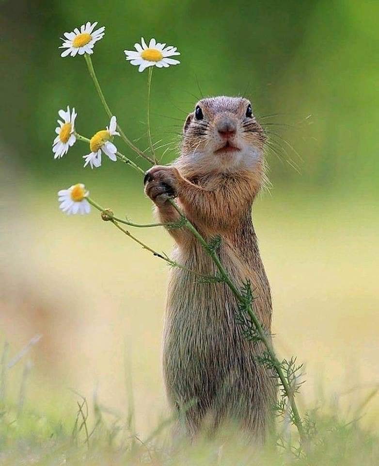 iyikiogrendim's tweet photo. Sincaplar,çiçeklerin her çeşidini çok severler 🌸🐿️ https://t.co/KBVIYmCAhC