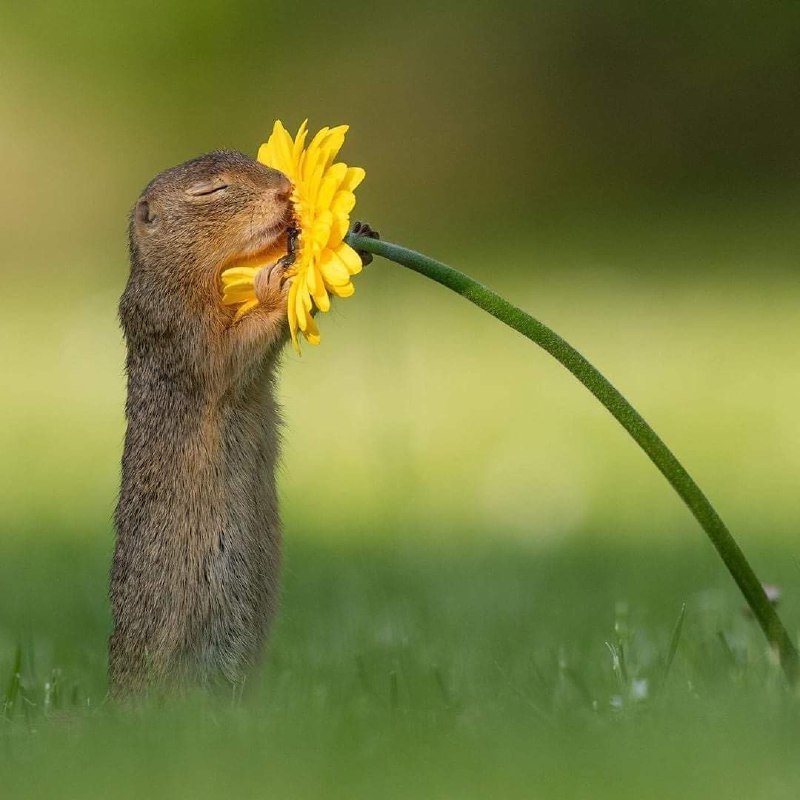 iyikiogrendim's tweet photo. Sincaplar,çiçeklerin her çeşidini çok severler 🌸🐿️ https://t.co/KBVIYmCAhC