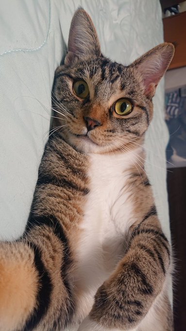 スマホを横にすると猫に腕枕してもらえます 