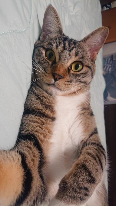 スマホを横にすると猫に腕枕してもらえます 