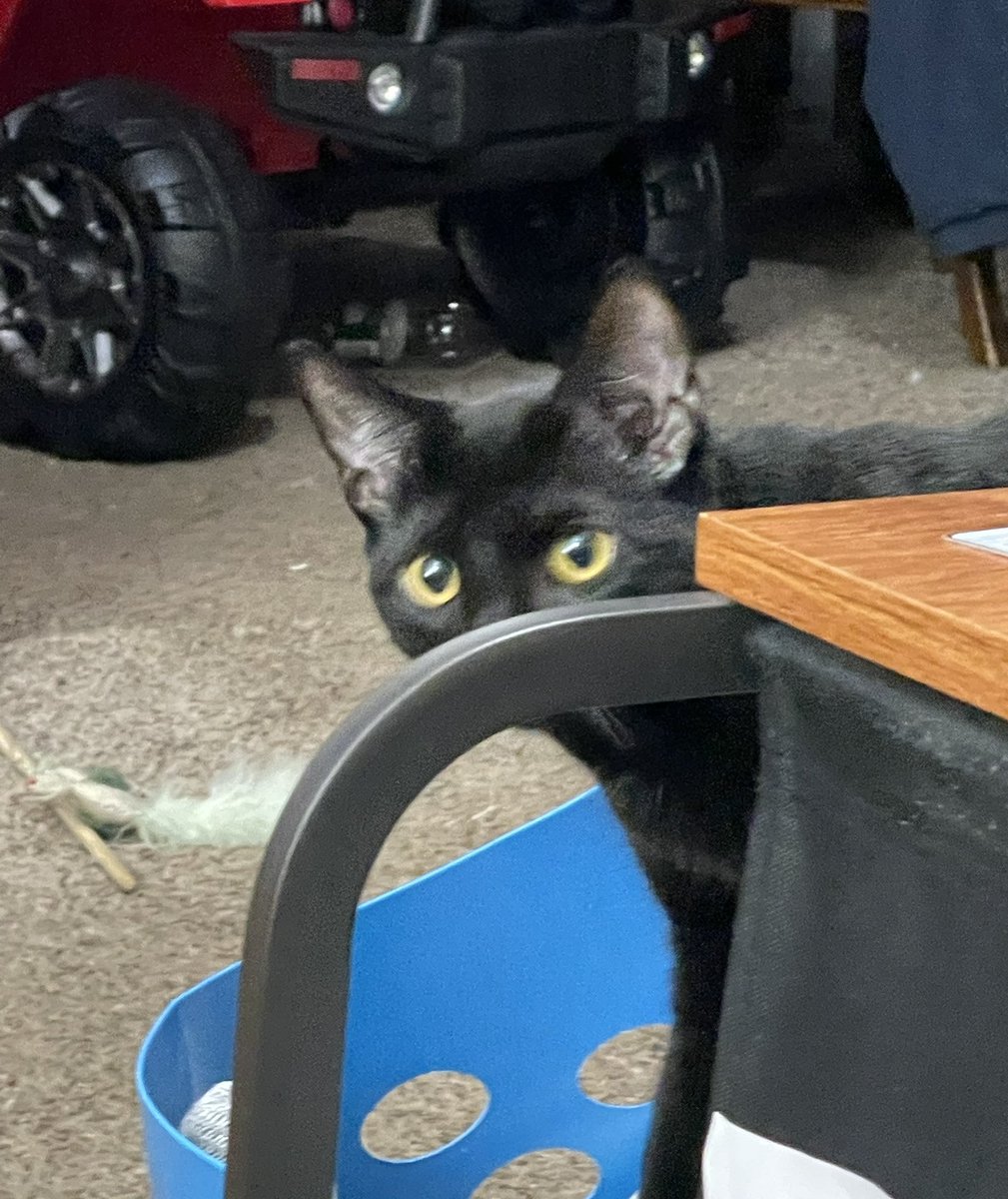 Mommy catch me again, trying to help with the laundry. I got caught in action. I have to train these humans better. “Can’t do nothing ‘round here!” #CatsOnTwitter #CatsOfTwitter #cats #blackcat #shadow #gotcaught #kitten