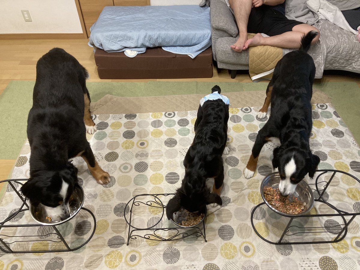 太さが、、
#バーニーズマウンテンドッグ
#bernesemountaindog