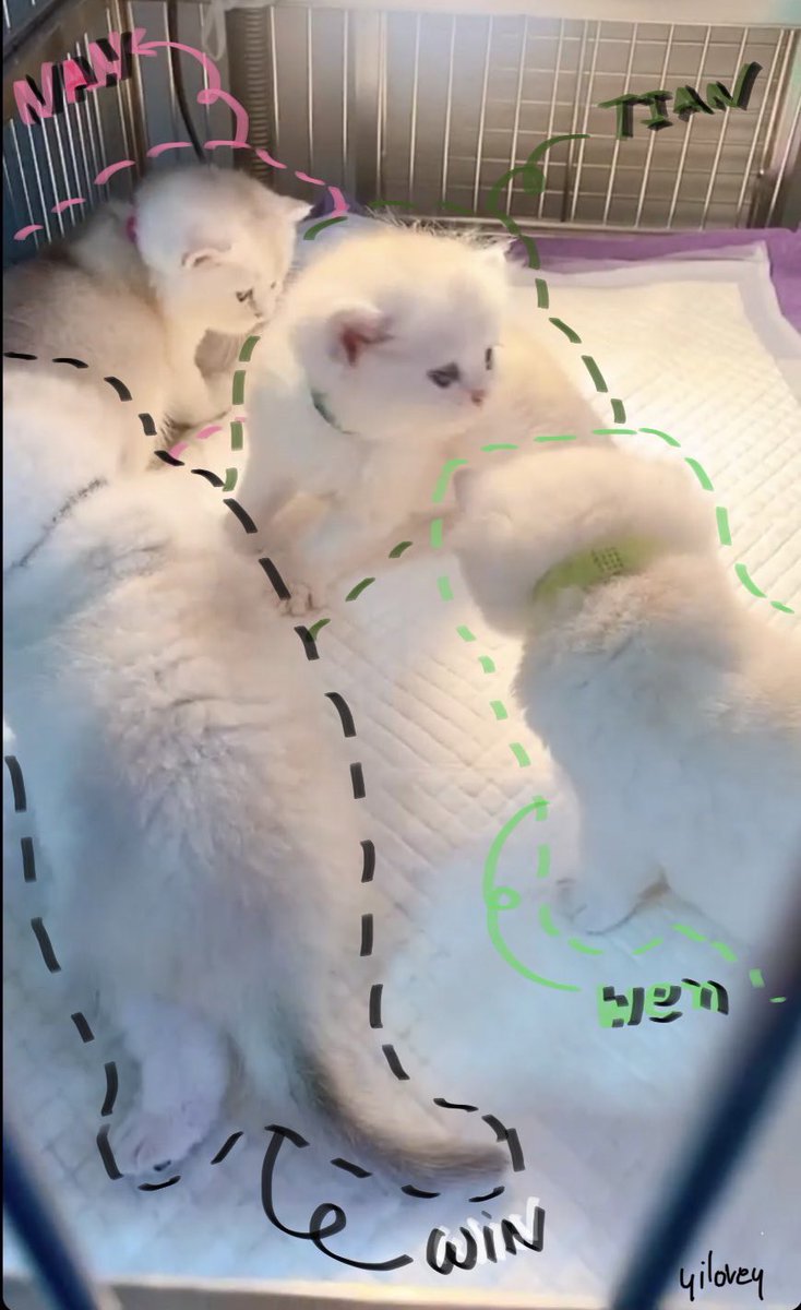 YILOVEY's tweet photo. Sbowbrewww babies 🥰🥰  #สมพรลูกหมี่ซั่ว #บ้านแมวขาวโบ๊ะ #mixxiw @wixxiws https://t.co/WytlSuzJPR