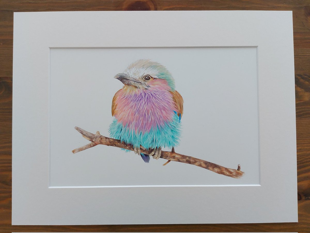 Another drawing mounted and listed on my website. A beautiful, bright lilac breasted roller. Back to commission work today.
#lilacbreastedroller #birds #originalart #art