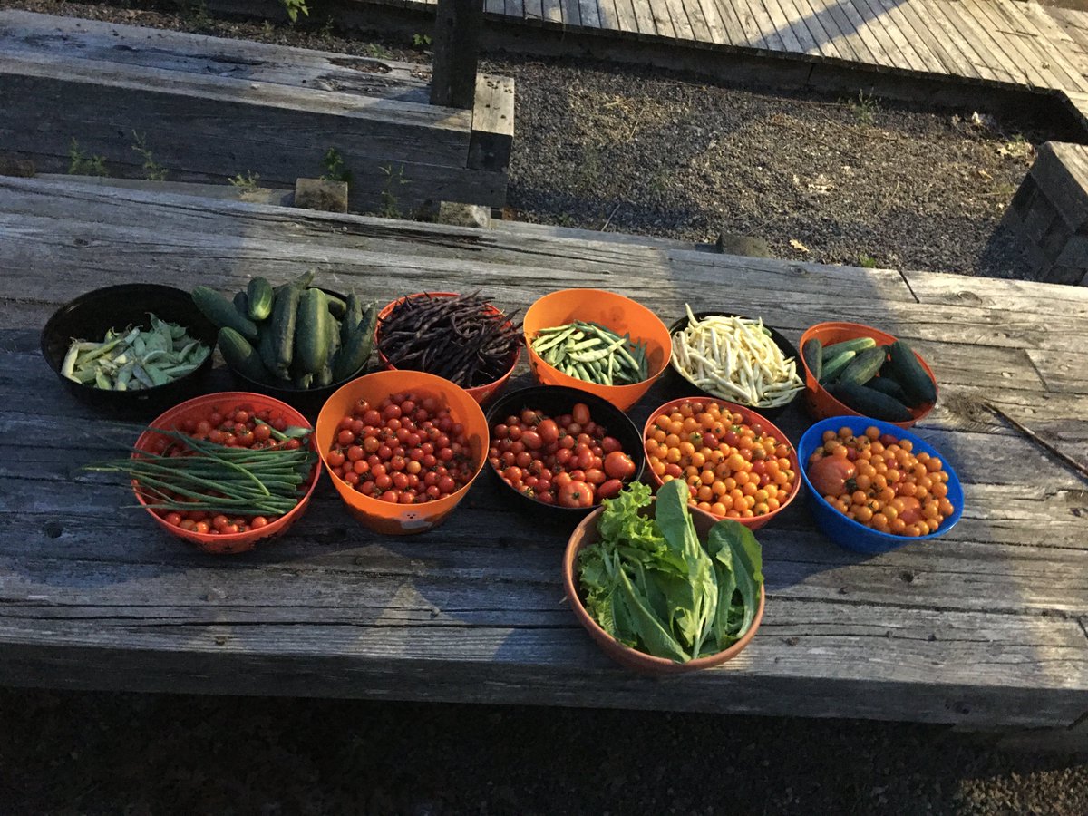 TakeActionGroup's tweet image. Thanks to the Support from @welldartmouth More Families received Fresh Veggies on their Stoop from the "Dirt to Doorstep" Project! 🤗