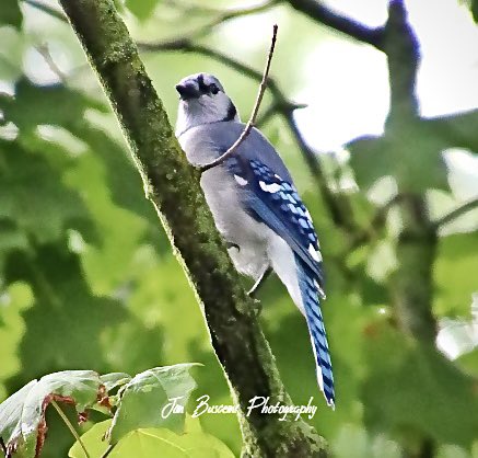 Jbusc33's tweet photo. #bluejay #birds #beauty #backyard #portrait #wildlife #wildlifephotography #upstateny #birdsofinstagram #birdsoftwitter #bluejaysofinstagram #audobonsociety #news8photo #just_newyork #your_best_birds @News_8 @bhphoto #picturetokeep_weekly @13WHAM @news10nbc https://t.co/ih1pTRIixi