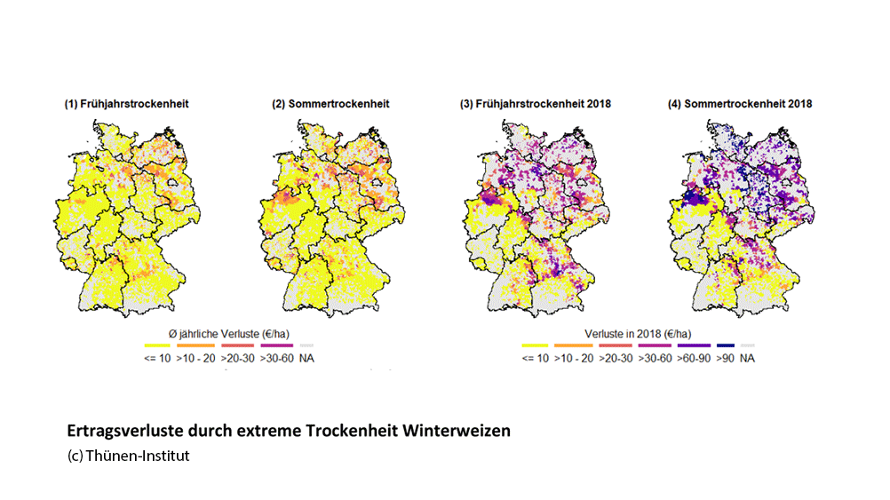 Thünen-Institut (@thuenen_aktuell) on Twitter photo Neue Studie von <a href="/Thuenen_aktuell/">Thünen-Institut</a> <a href="/zalf_leibniz/">ZALF</a> <a href="/JKI_Bund/">Julius Kühn-Institut</a> <a href="/DWD_klima/">DWD Klima und Umwelt</a> zeigt erhebliche #Ernte|verluste durch #Extremwetter wie 2018 in der Vergangenheit. Allerdings: ...🧵
#WocheDerKlimaanpassung
<a href="/ThuenenClimSoil/">Thünen Coordination Unit Climate Soil Biodiversity</a> Neue Studie von <a href="/Thuenen_aktuell/">Thünen-Institut</a> <a href="/zalf_leibniz/">ZALF</a> <a href="/JKI_Bund/">Julius Kühn-Institut</a> <a href="/DWD_klima/">DWD Klima und Umwelt</a> zeigt erhebliche #Ernte|verluste durch #Extremwetter wie 2018 in der Vergangenheit. Allerdings: ...🧵
#WocheDerKlimaanpassung
<a href="/ThuenenClimSoil/">Thünen Coordination Unit Climate Soil Biodiversity</a>